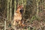 BERGER ALLEMAND 872